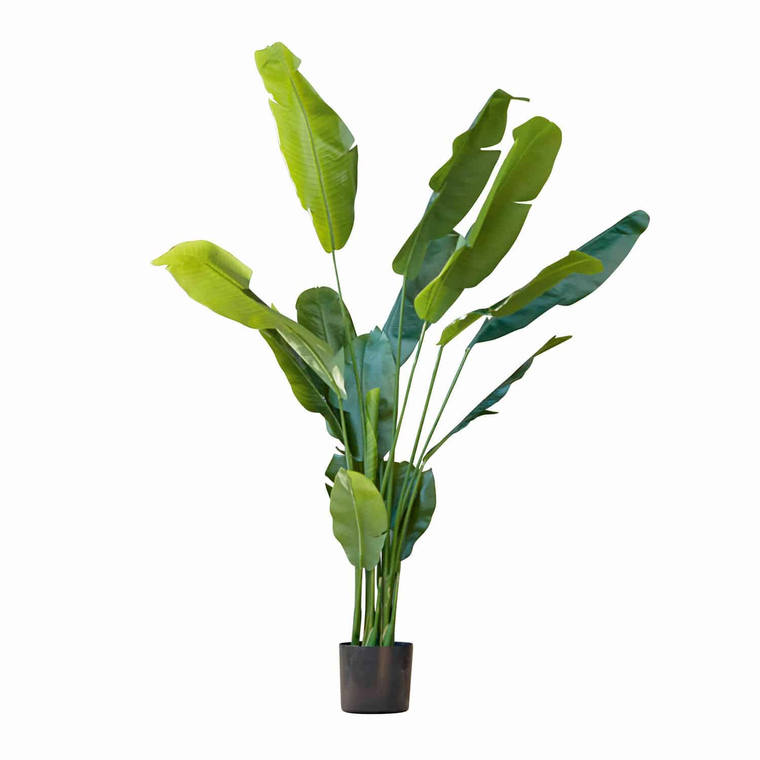 Deko-Pflanze Lennidas
