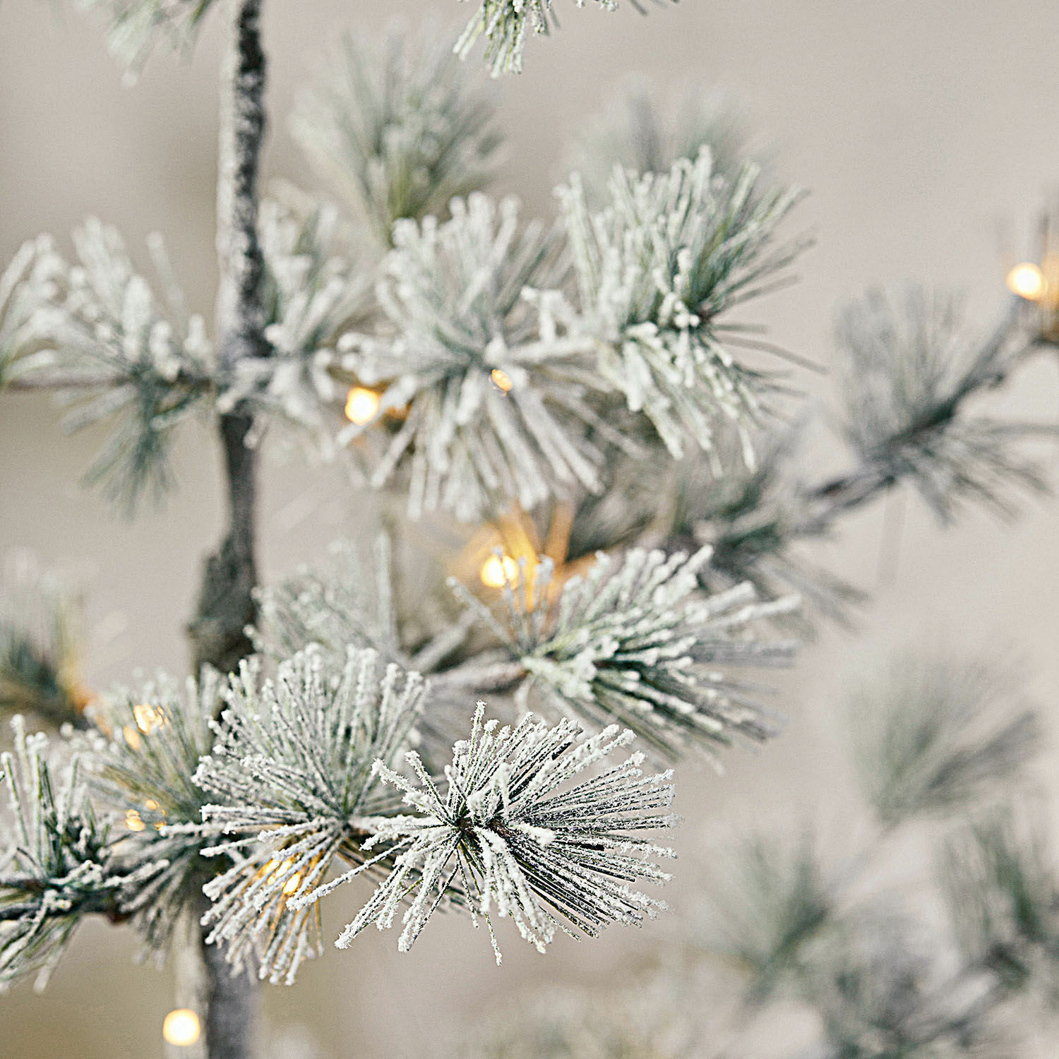 Weihnachtsbaum Falkirk